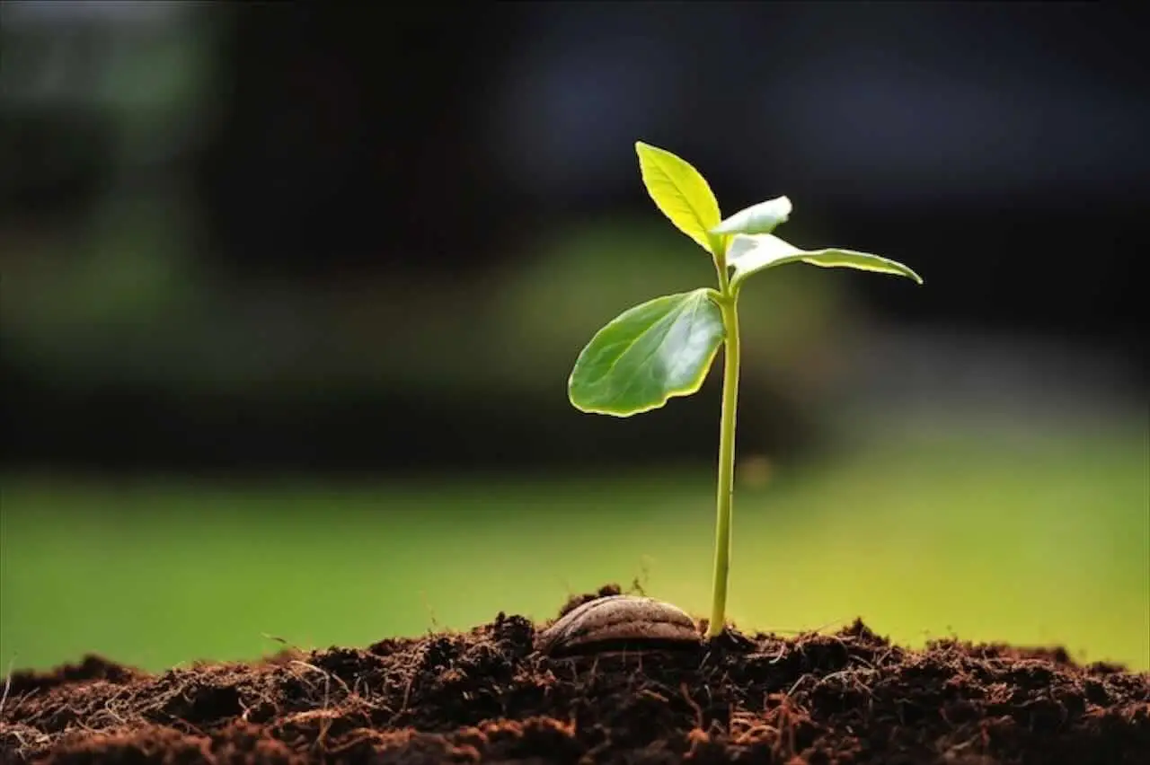 La pianta indistruttibile che sopravvive sempre: ecco quale è e perché averla in casa