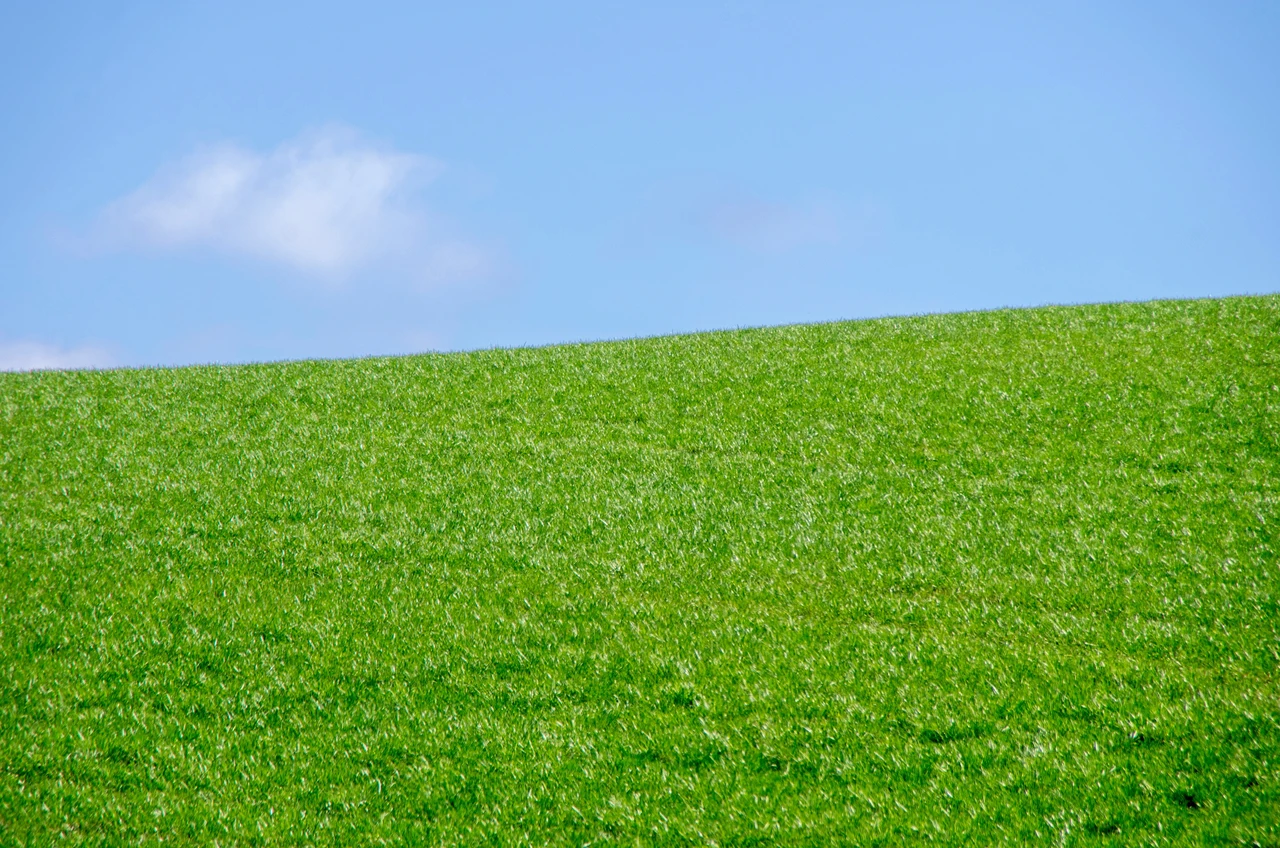 Non livellare il prato con la sabbia: ecco il metodo corretto per non distruggerlo