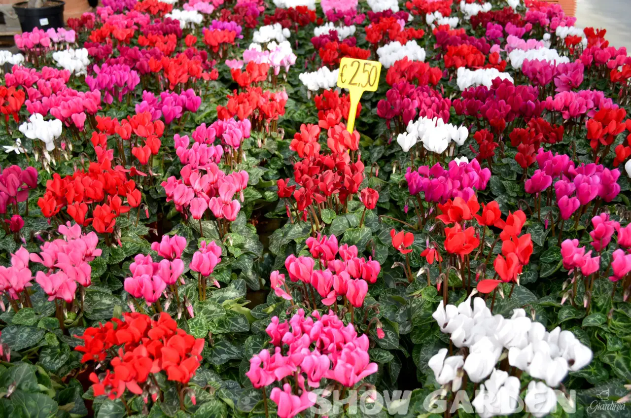 Il segreto per una fioritura esplosiva: ecco il concime naturale che fa miracoli