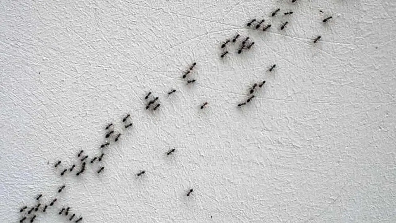 L’invasione degli insetti in casa inizia dalle finestre: ecco il trucco naturale per bloccarli