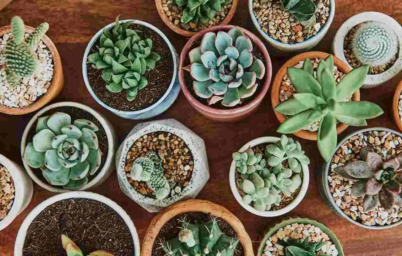 Come scegliere e curare le piante grasse colorate per trasformare la tua casa