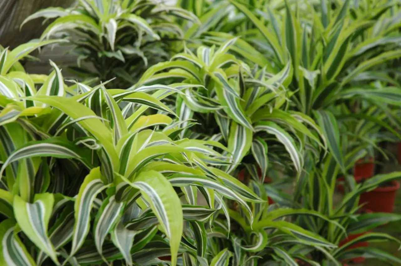 Foglie della dracena rovinate o con macchie? Ecco cosa sta uccidendo la tua pianta
