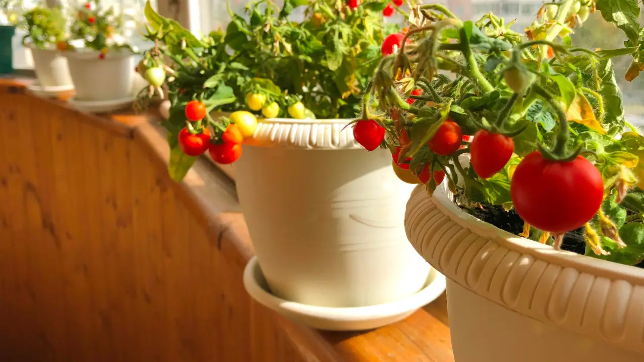 Come coltivare pomodori ciliegini sul balcone