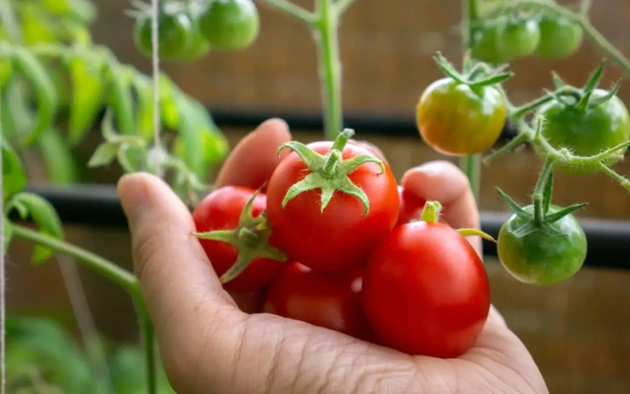 Come coltivare pomodori perfetti anche senza esperienza