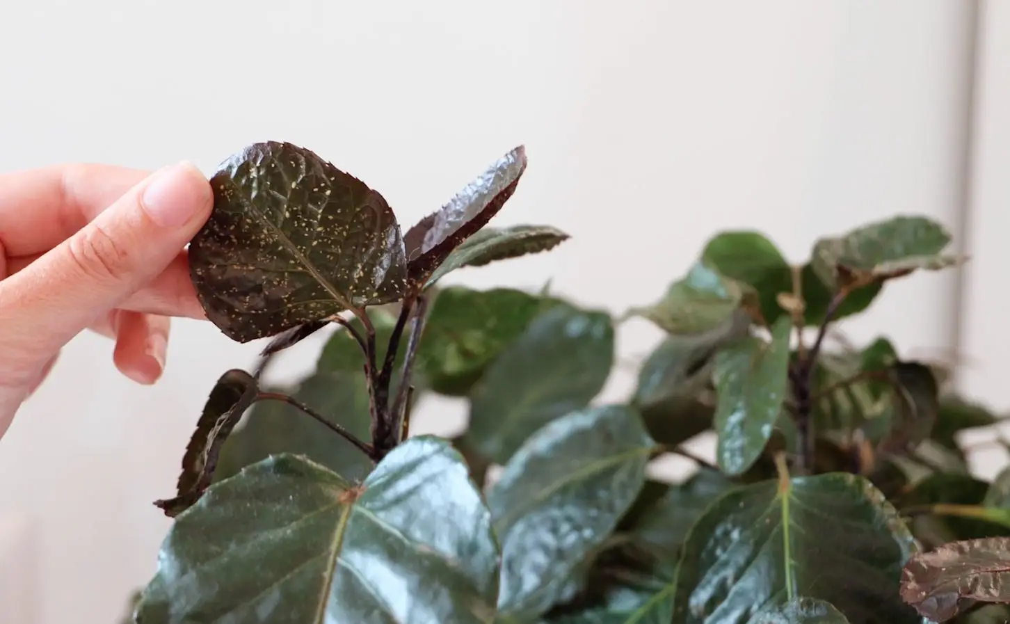 Le tue piante d’appartamento sono infestate dai moscerini? Ecco come eliminarli